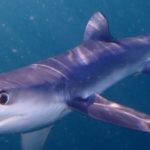 Reviewing Admiral Shark Casino in the UK: A Comprehensive Gaming Experience